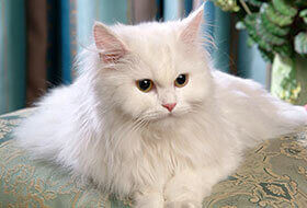 Chọn nuôi mèo ra sao?